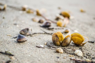 Novi Sad yakınlarındaki Tuna Nehri 'nin kumlu kıyısında kırılmış bir kabuk..