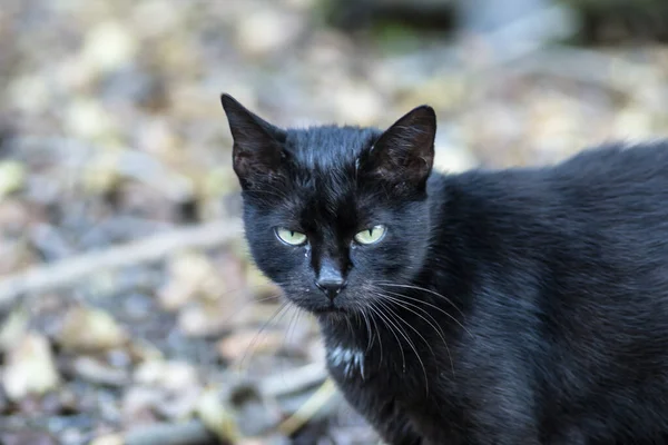 Svart Katt Ett Utkastat Tankfartyg Vrak Vid Donaus Strand — Stockfoto