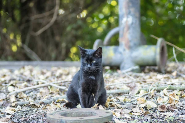 Eine Schwarze Katze Auf Einem Ausrangierten Tanker Wrack Ufer Der — Stockfoto
