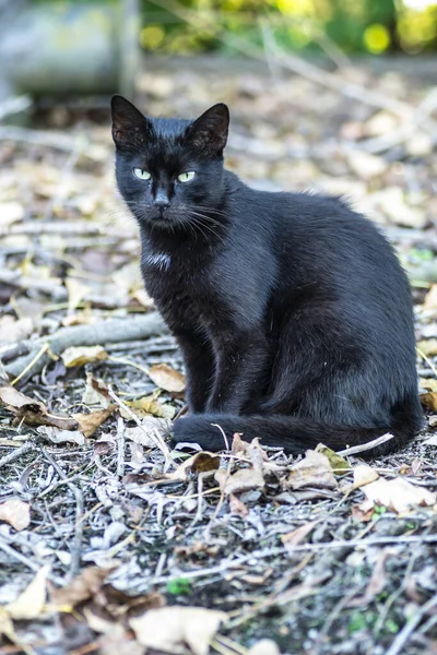 Svart Katt Ett Utkastat Tankfartyg Vrak Vid Donaus Strand — Stockfoto