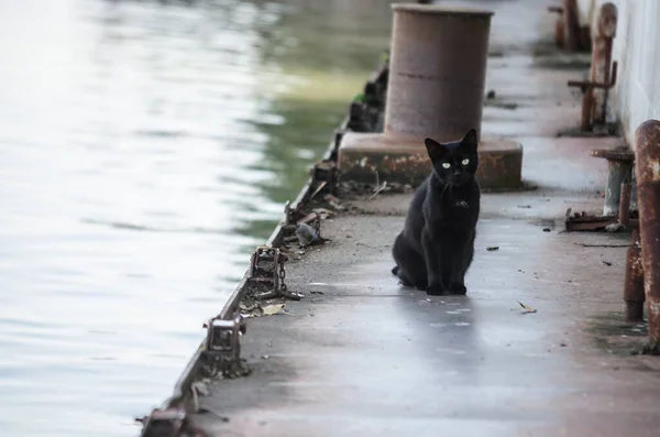 Μια Μαύρη Γάτα Ένα Ερείπιο Στις Όχθες Του Δούναβη — Φωτογραφία Αρχείου