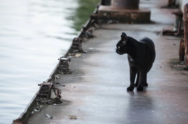 Egy Fekete Macska Egy Elhagyott Tartályhajón Duna Partján — Stock Fotó