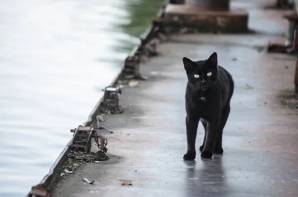 Svart Katt Ett Utkastat Tankfartyg Vrak Vid Donaus Strand — Stockfoto