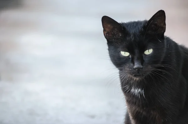 Eine Schwarze Katze Auf Einem Ausrangierten Tanker Wrack Ufer Der — Stockfoto