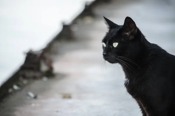 Gato Preto Naufrágio Petroleiro Descartado Nas Margens Danúbio — Fotografia de Stock