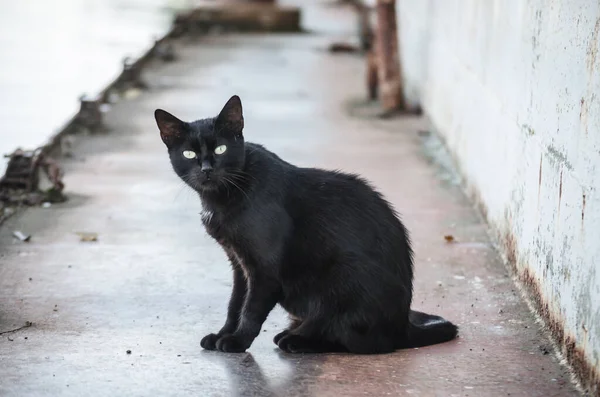 Svart Katt Ett Utkastat Tankfartyg Vrak Vid Donaus Strand — Stockfoto