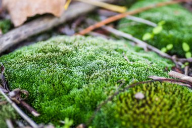 Tuna Nehri 'nde terk edilmiş çelik tankerlerin üzerindeki yosun..