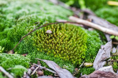 Tuna Nehri 'nde terk edilmiş çelik tankerlerin üzerindeki yosun..