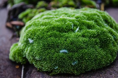 Tuna Nehri 'nde terk edilmiş çelik tankerlerin üzerindeki yosun..