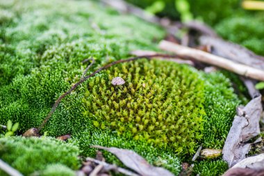 Tuna Nehri 'nde terk edilmiş çelik tankerlerin üzerindeki yosun..