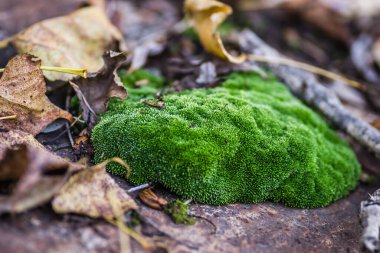Tuna Nehri 'nde terk edilmiş çelik tankerlerin üzerindeki yosun..