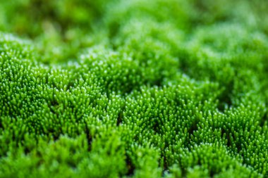 Tuna Nehri 'nde terk edilmiş çelik tankerlerin üzerindeki yosun..