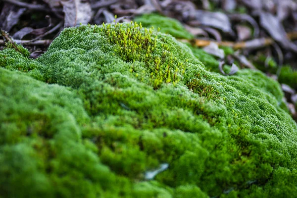 Moss Petroleros Acero Abandonados Río Danubio — Foto de Stock