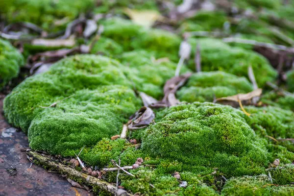 Moss Övergivna Ståltankfartyg Vid Donau — Stockfoto