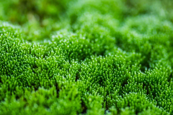 Tuna Nehri 'nde terk edilmiş çelik tankerlerin üzerindeki yosun..