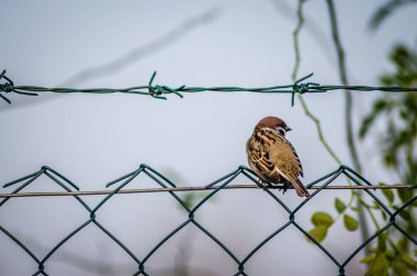 Novi Sad, Sırbistan - 27 Ekim. 2019: Novi Sad 'ın banliyölerinde fidanlık. Doğal ortamında örülmüş bir tel üzerinde serçe.. 