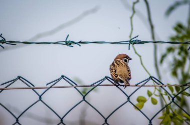 Novi Sad, Sırbistan - 27 Ekim. 2019: Novi Sad 'ın banliyölerinde fidanlık. Doğal ortamında örülmüş bir tel üzerinde serçe.. 
