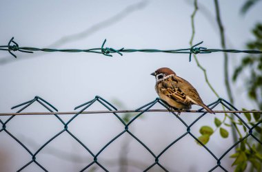 Novi Sad, Sırbistan - 27 Ekim. 2019: Novi Sad 'ın banliyölerinde fidanlık. Doğal ortamında örülmüş bir tel üzerinde serçe.. 