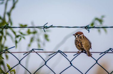 Novi Sad, Sırbistan - 27 Ekim. 2019: Novi Sad 'ın banliyölerinde fidanlık. Doğal ortamında örülmüş bir tel üzerinde serçe.. 