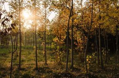 Yaprak döken ağaçların sarı sonbahar yaprakları.