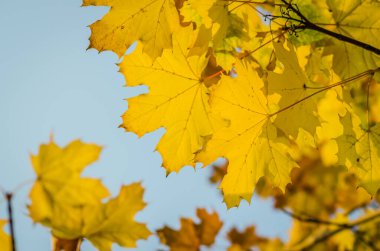 Novi Sad, Sırbistan - 27 Ekim. 2019: Novi Sad 'ın banliyölerinde fidanlık. Yaprak döken ağaçların sarı sonbahar yaprakları