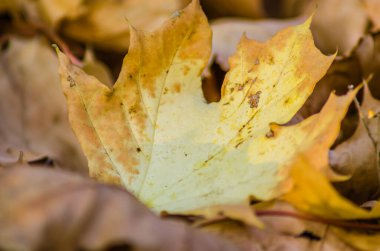 Novi Sad, Sırbistan - 27 Ekim. 2019: Novi Sad 'ın banliyölerinde fidanlık. Yaprak döken ağaçların sarı sonbahar yaprakları
