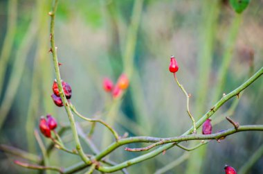Kurumuş çiçeklerin yabani gülleri - eglantinler 