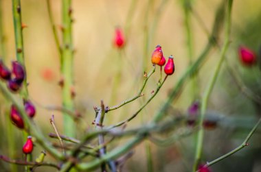 Kurumuş çiçeklerin yabani gülleri - eglantinler 