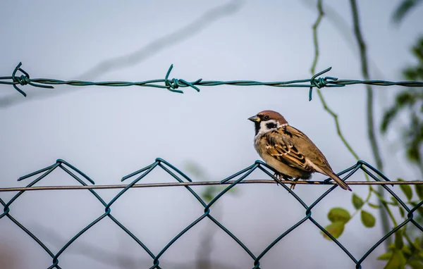 Novi Sad Serbien Oktober 2019 Växtplantskola Förorten Novi Sad Sparv — Stockfoto