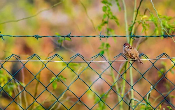 Novi Sad Serbien Oktober 2019 Gärtnerei Den Vororten Von Novi — Stockfoto