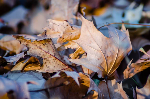 Novi Sad Serbia Octubre 2019 Vivero Plantas Los Suburbios Novi — Foto de Stock