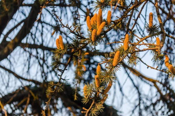 10月27日 塞尔维亚诺维萨德 2019年 诺维萨德郊区的苗圃 松果的绿色树冠 开着幼花 — 图库照片