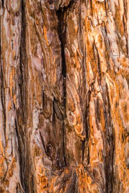 Novi Sad, Sırbistan - 27 Ekim. 2019: Novi Sad 'ın banliyölerinde fidanlık. Güneşli ağaç kabuğu Her zaman yeşil ağaç