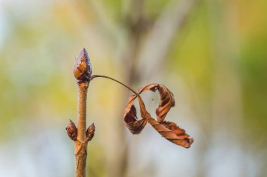 Sonbahar güneşli bir günde fidanlıkta yaprak döken bitkiler. Kapalı at kestanesi tomurcuğu güneşli öğleden sonra güneşi.