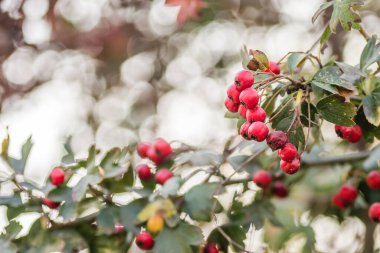 Novi Sad, Sırbistan - 27 Ekim. 2019: Novi Sad 'ın banliyölerinde fidanlık. Ağaçta küçük meyveler olgunlaşmış kırmızı elmalar.