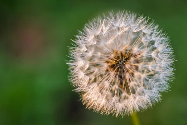 Novi Sad Servië Oktober 2019 Plantenkwekerij Buitenwijken Van Novi Sad — Stockfoto