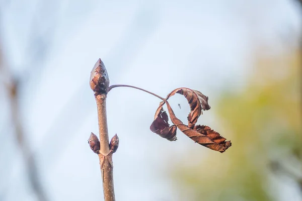 Дитячі Листяні Рослини Осінній Сонячний День Закритий Бутон Конячого Каштана — стокове фото