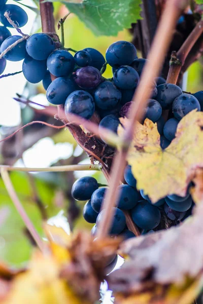 Ripe Red Fruit Clusters Vine — Stock Photo, Image