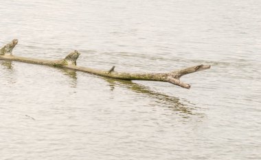 Novi Sad, Sırbistan - 28 Nisan. 2019: Yılın bahar dönemindeki miktar. Yılın bahar döneminde Tuna Nehri 'nin kıyısında..