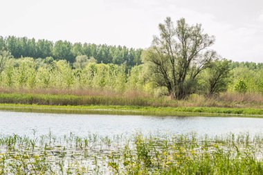 Novi Sad, Sırbistan - 28 Nisan. 2019: Yılın bahar dönemindeki miktar. Tuna Nehri kıyısındaki Novi Sad kenti yakınlarındaki Petrovaradin 'de sulak alanlar.