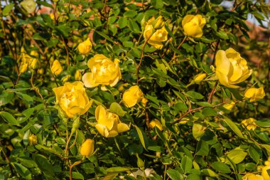 Novi Sad, Sırbistan - 28 Nisan. 2019: Tekije 'de Karların Hanımefendisi Kilisesi. Baharın sarı çiçekleri olan bir çalı, kilise bahçesinde..
