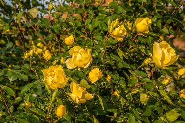 Novi Sad, Sırbistan - 28 Nisan. 2019: Tekije 'de Karların Hanımefendisi Kilisesi. Baharın sarı çiçekleri olan bir çalı, kilise bahçesinde..