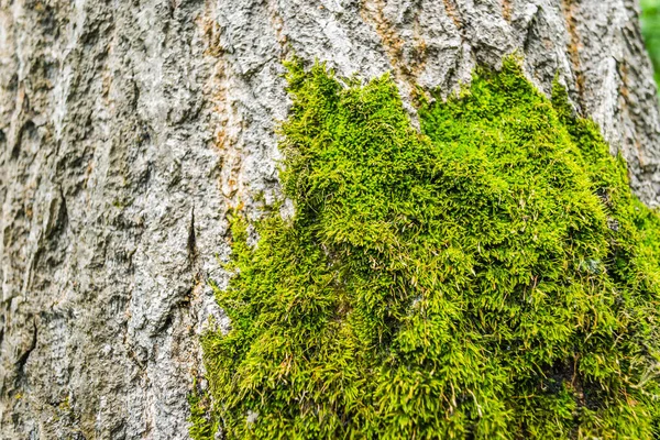 Νόβι Σαντ Σερβία Απριλίου 2019 Ποσό Κατά Την Εαρινή Περίοδο — Φωτογραφία Αρχείου