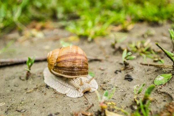 Novi Sad Serbie Aprile 2019 Montant Printemps Année Escargot Forestier — Photo