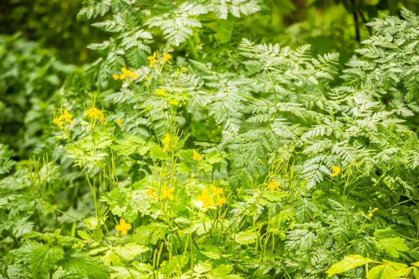 Novi Sad Serbien April 2019 Der Betrag Frühjahr Des Jahres — Stockfoto