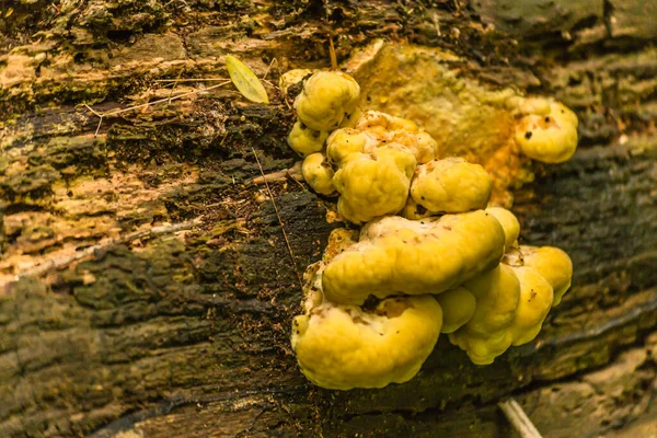 Novi Sad Serbien April 2019 Beloppet Vårterminen Svamp Skogen Poppel — Stockfoto