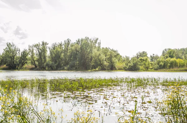 Novi Sad Srbsko Duben28 2019 Částka Jarním Období Roku Mokřady — Stock fotografie