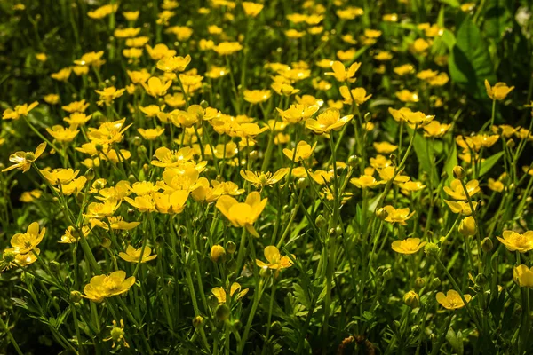 Novi Sad Serbie Aprile 2019 Montant Printemps Année Célandine Après — Photo