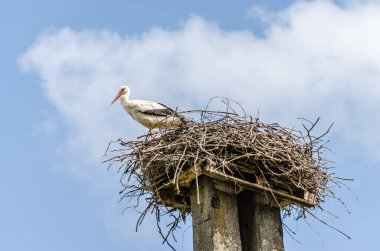 Novi Sad, Sırbistan - 28 Nisan. 2019: Novi Sad, Petrovaradin 'in banliyöleri yılın bahar döneminde. Kutbun tepesinde yuvasında duran leylek. 