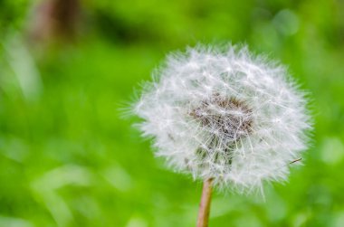 Sonbahar güneşli bir günde fidanlıkta yaprak döken bitkiler. Güneş tarafından aydınlatılan karahindiba çiçeği.